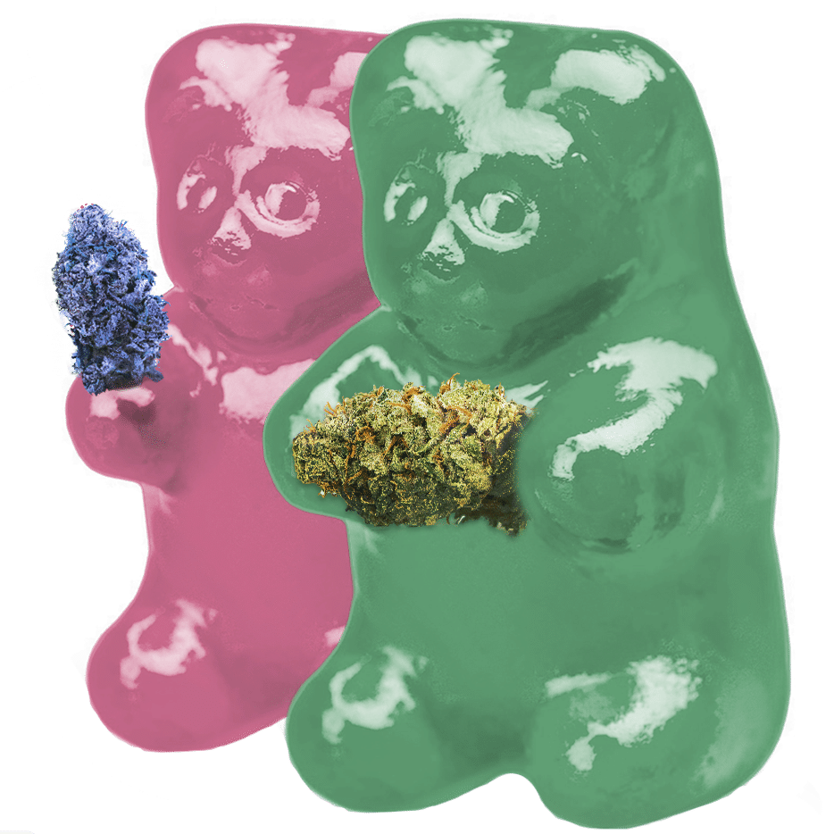 Two THC Gummy Bears holding a cannabis flower bud.