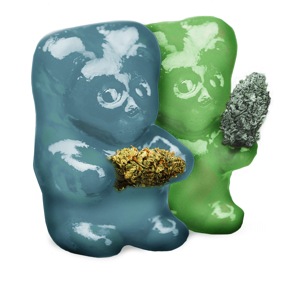 two thc gummy bears, teal and green, are holding cannabis buds.
