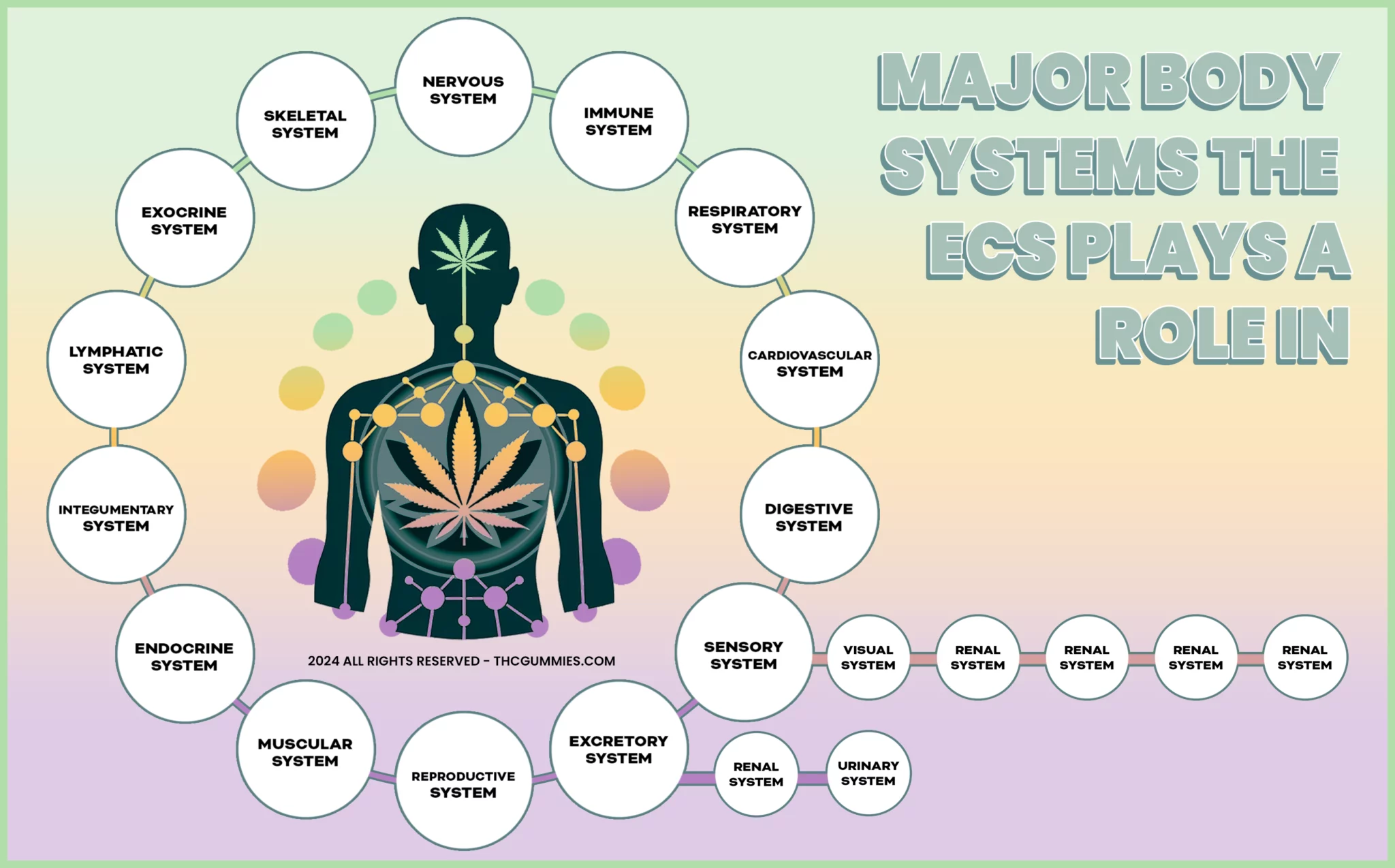 Infographic showcasing the interaction of the endocannabinoid system (ecs) with major human body systems, including the nervous, immune, respiratory, cardiovascular, digestive, sensory, excretory, reproductive, muscular, endocrine, integumentary, lymphatic, exocrine, and skeletal systems, illustrated by a human silhouette with cannabis leaf icon, emphasizing the comprehensive role of ecs in holistic health management - thcgummies. Com watermark included.