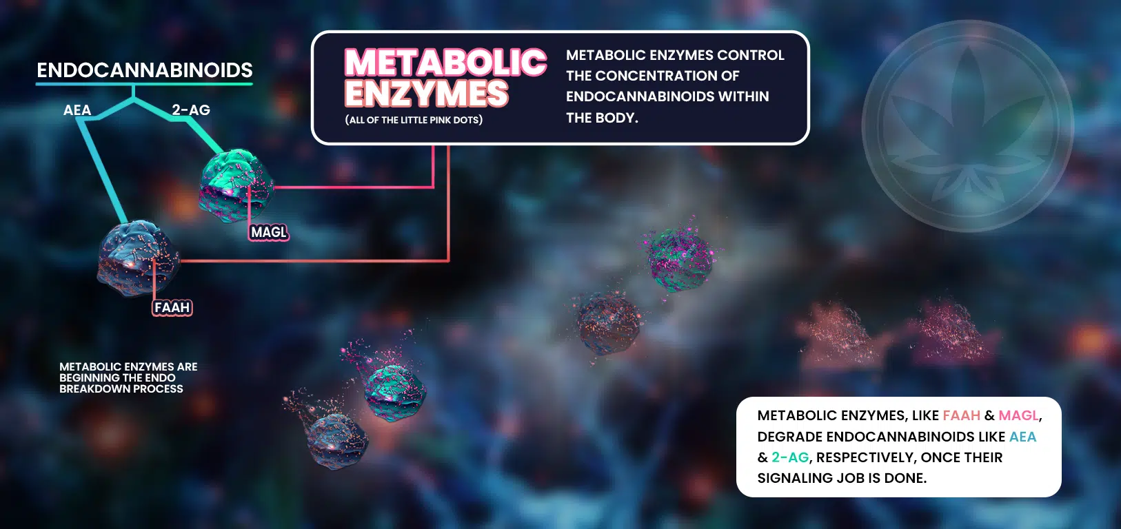 A detailed infographic explaining the breakdown of endocannabinoids by metabolic enzymes. Two molecules labeled aea and 2-ag represent anandamide and 2-arachidonoylglycerol, respectively. They are connected to two other molecules labeled faah and magl, representing the enzymes fatty acid amide hydrolase and monoacylglycerol lipase. The background contains a network of little pink dots symbolizing the metabolic enzymes throughout the body, and text boxes explain that metabolic enzymes control the concentration of endocannabinoids like aea and 2-ag after their signaling job is done. The image also features a cannabis leaf icon, reinforcing the connection to the cannabis plant.