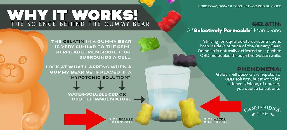 CBD gummy bear infographic that explains the permeability of gelatin and fruit pectin, and how it traps water-soluble CBD inside the CBD gummy bear when soaked inside a CBD-based liquid solution.