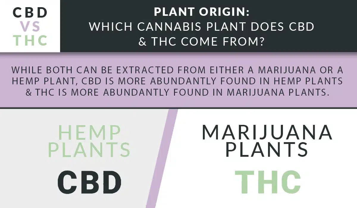 Cbd vs thc plant origins marijuana or hemp plants
