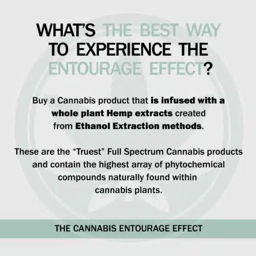 On a whitish-grey background and the thcgummies. Com logo slightly faded, the image displays the question, "what's the best way to experience the entourage effect? ' and the answer being, 'buy a cannabis product that is infused with a whole plant hemp extracts created from ethanol extraction methods. These are the truest full spectrum cannabis products and contain the highest array of phytochemical compounds naturally found within cannabis plants. ' - the entourage effect.