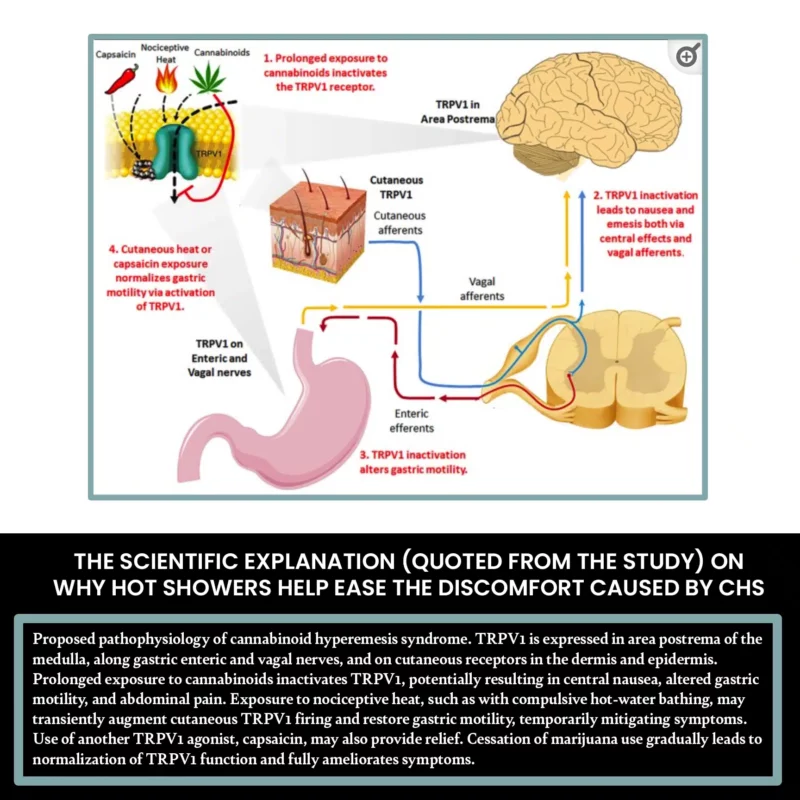 The scientific explanation (quoted from the study) on why hot showers help ease the discomfort caused by chs. 'proposed pathophysiology of cannabinoid hyperemesis syndrome. Trpv1 is expressed in area postrema of the medulla, along gastric enteric and vagal nerves, and on cutaneous receptors in the dermis and epidermis. Prolonged exposure to cannabinoids inactivates trpv1, potentially resulting in central nausea, altered gastric motility, and abdominal pain. Exposure to nociceptive heat, such as with compulsive hot-water bathing, may transiently augment cutaneous trpv1 firing and restore gastric motility, temporarily mitigating symptoms. Use of another trpv1 agonist, capsaicin, may also provide relief. Cessation of marijuana use gradually leads to normalization of trpv1 function and fully ameliorates symptoms. ' this shows the