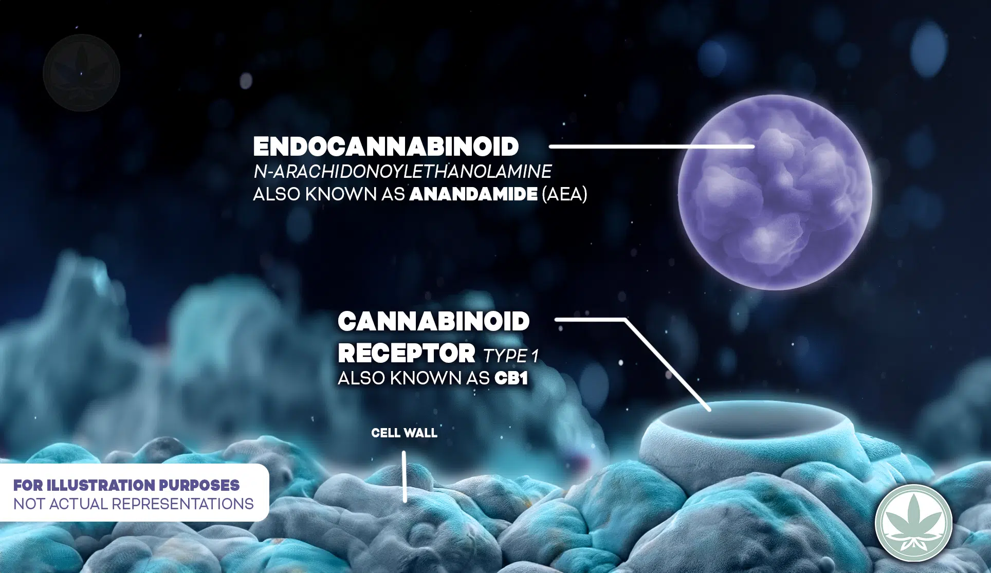 An illustrative digital rendering portrays the interaction between an endocannabinoid and a receptor. In the foreground, a detailed cellular structure with a blue and white cell wall is depicted. A labeled arrow points to the wall indicating "cannabinoid receptor type 1, also known as cb1. " above this, a spherical entity with a lavender glow represents the endocannabinoid n-arachidonoylethanolamine, labeled "endocannabinoid, also known as anandamide (aea). " the deep space-like background with scattered light particles adds a cosmic feel to the image, emphasizing the significance of this microscopic interaction. A disclaimer at the bottom notes, "for illustration purposes not actual representations," reminding viewers of the artistic interpretation of the scientific concept. A cannabis leaf icon is subtly included, associating the image with cannabis research and science.